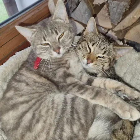 Apartament Hilltop *