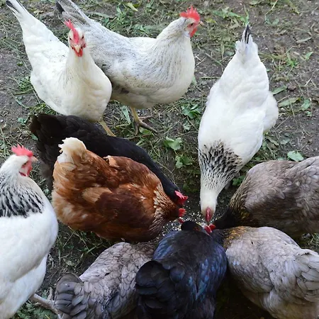 Apartament Hilltop Lofer