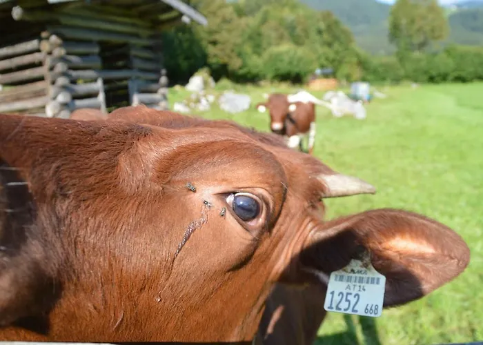 Apartament Hilltop Lofer